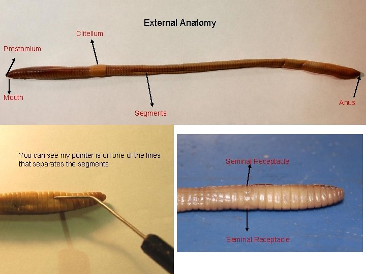 External Anatomy Clitellum Prostomium Mouth Anus Segments You can see my pointer is on