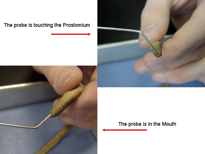 The probe is touching the Prostomium The probe is in the Mouth 