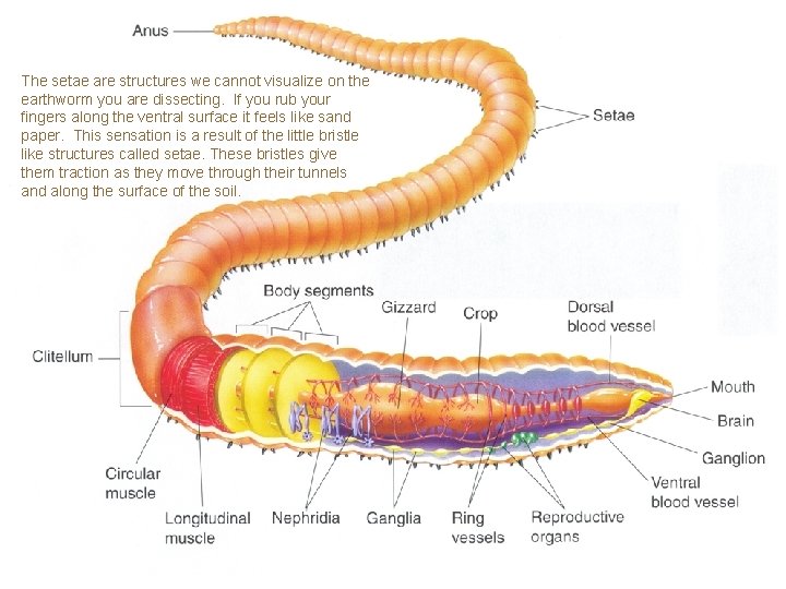 The setae are structures we cannot visualize on the earthworm you are dissecting. If