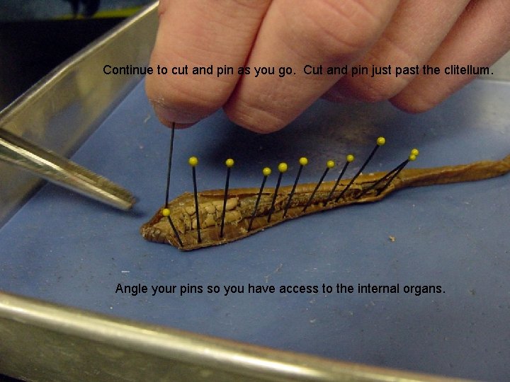 Continue to cut and pin as you go. Cut and pin just past the