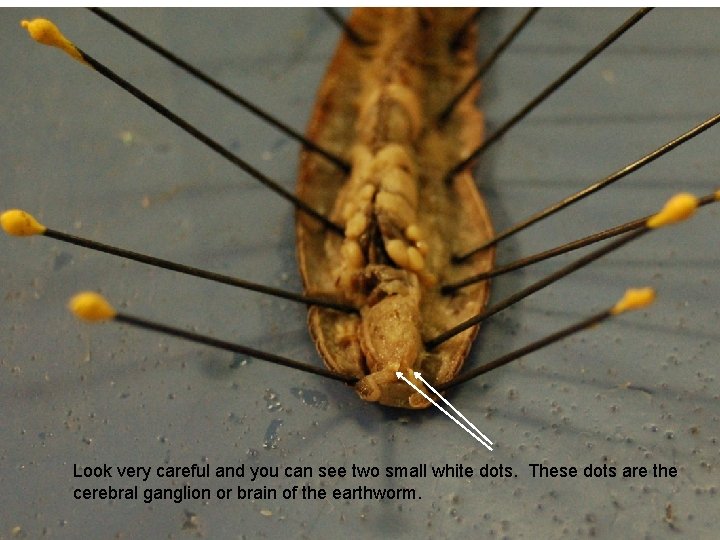 Look very careful and you can see two small white dots. These dots are