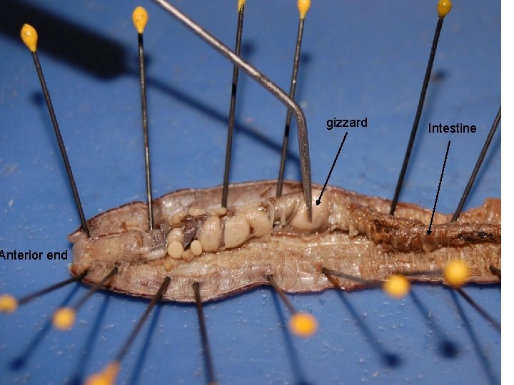 Anterior end gizzard Intestine 
