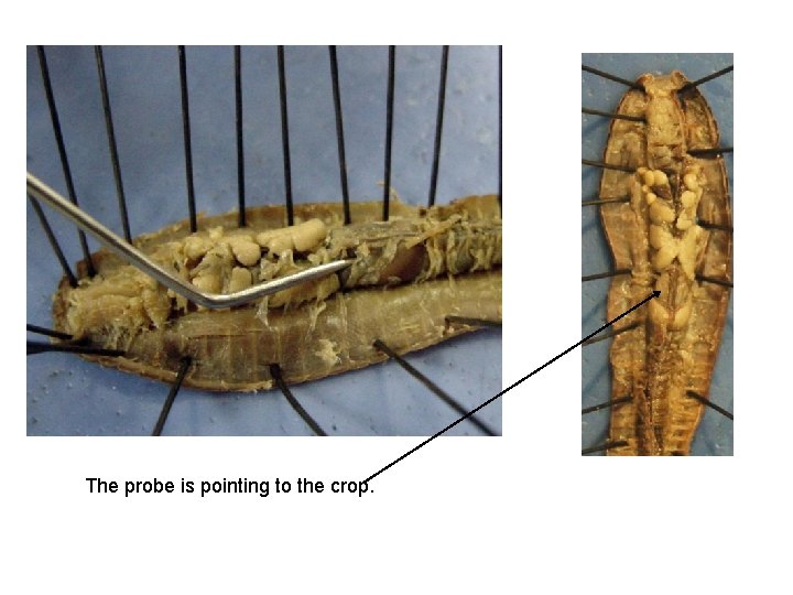 The probe is pointing to the crop. 