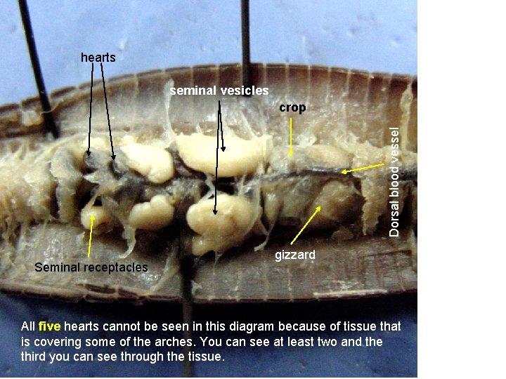 hearts seminal vesicles Dorsal blood vessel crop Seminal receptacles gizzard All five hearts cannot