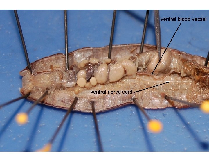 ventral blood vessel ventral nerve cord 