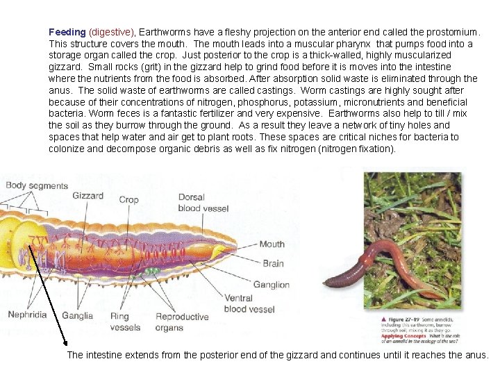 Feeding (digestive), Earthworms have a fleshy projection on the anterior end called the prostomium.