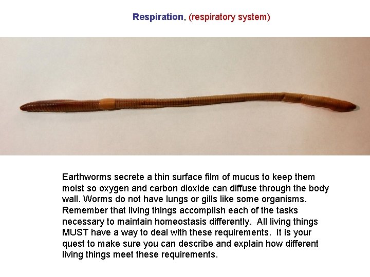 Respiration, (respiratory system) Earthworms secrete a thin surface film of mucus to keep them