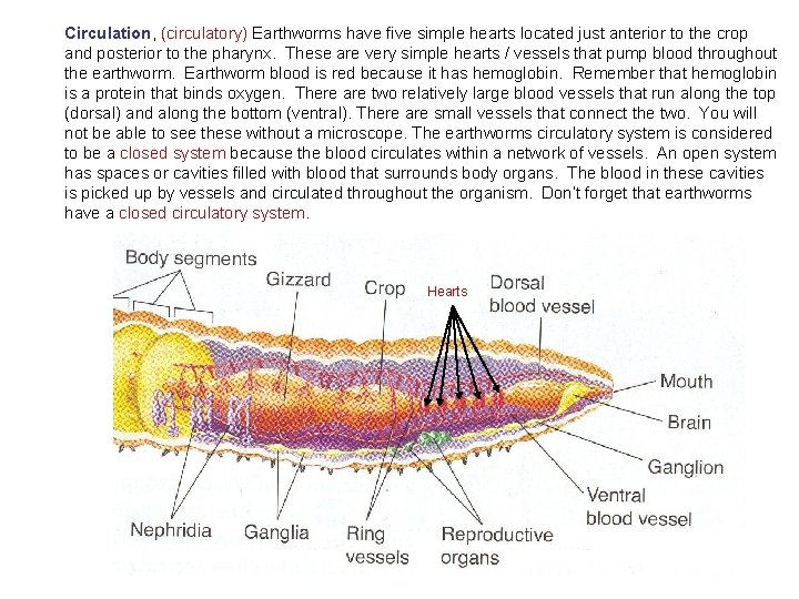 Circulation, (circulatory) Earthworms have five simple hearts located just anterior to the crop and