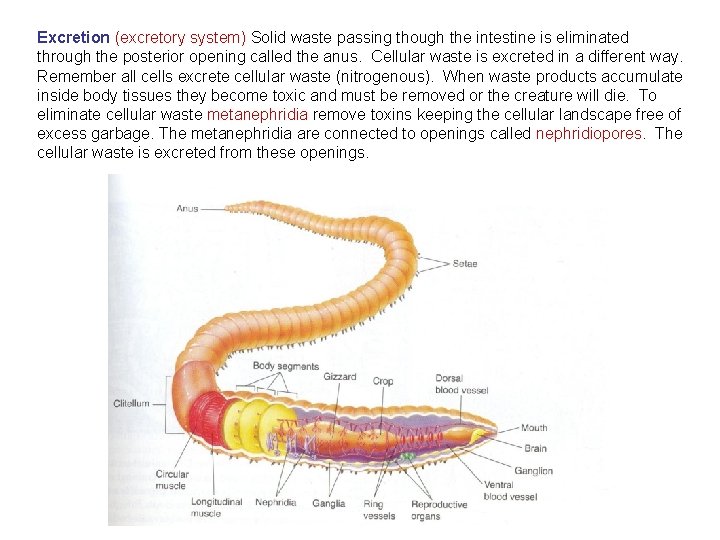Excretion (excretory system) Solid waste passing though the intestine is eliminated through the posterior