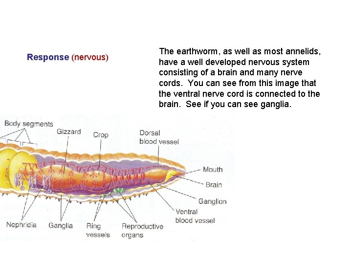 Response (nervous) The earthworm, as well as most annelids, have a well developed nervous