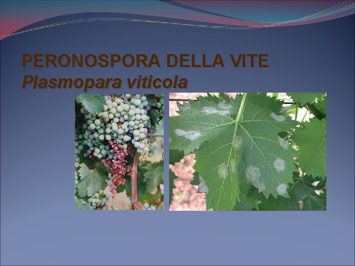 PERONOSPORA DELLA VITE Plasmopara viticola 