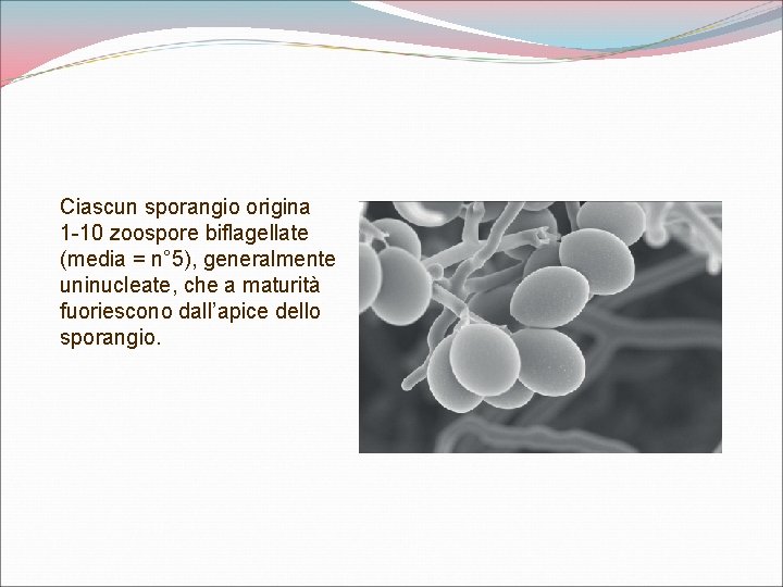 Ciascun sporangio origina 1 -10 zoospore biflagellate (media = n° 5), generalmente uninucleate, che