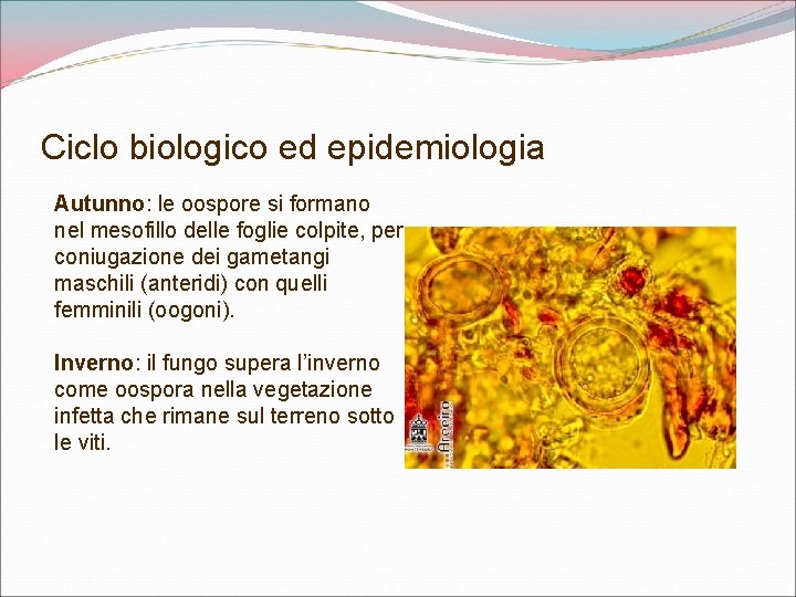 Ciclo biologico ed epidemiologia Autunno: le oospore si formano nel mesofillo delle foglie colpite,