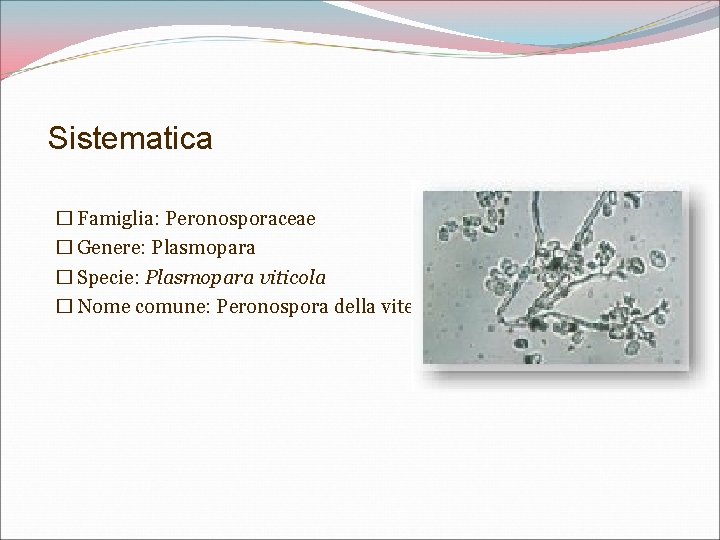 Sistematica � Famiglia: Peronosporaceae � Genere: Plasmopara � Specie: Plasmopara viticola � Nome comune: