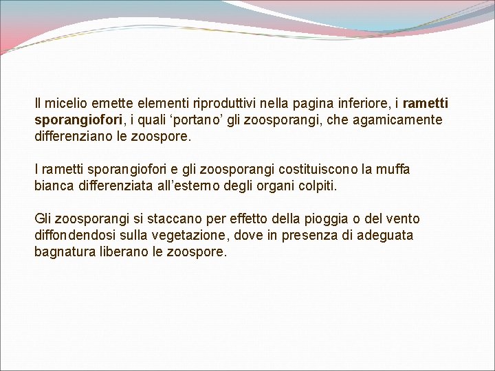 Il micelio emette elementi riproduttivi nella pagina inferiore, i rametti sporangiofori, i quali ‘portano’