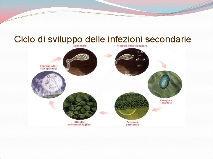 Ciclo di sviluppo delle infezioni secondarie 