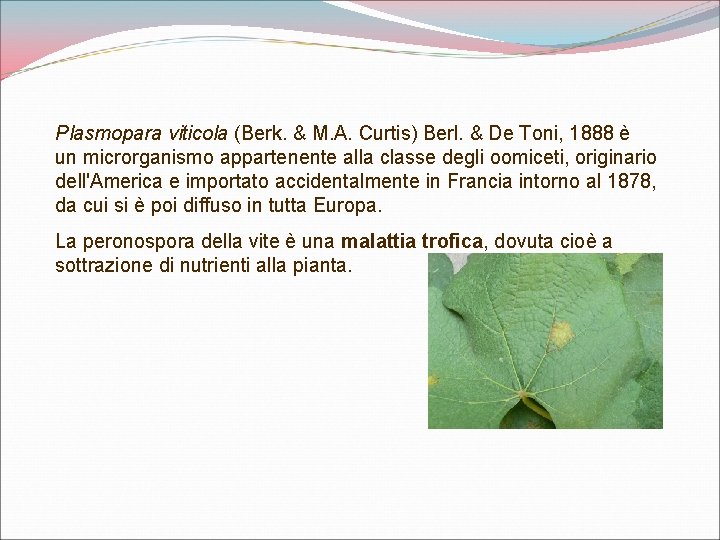 Plasmopara viticola (Berk. & M. A. Curtis) Berl. & De Toni, 1888 è un