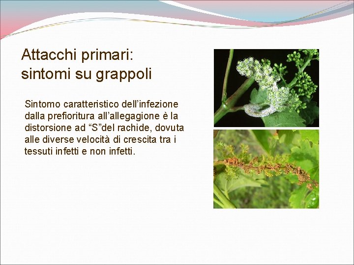 Attacchi primari: sintomi su grappoli Sintomo caratteristico dell’infezione dalla prefioritura all’allegagione è la distorsione