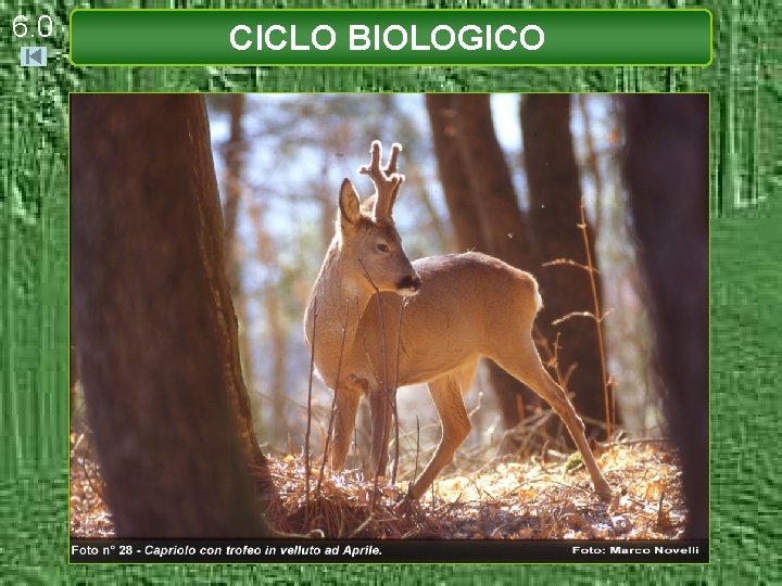 6. 0 CICLO BIOLOGICO 