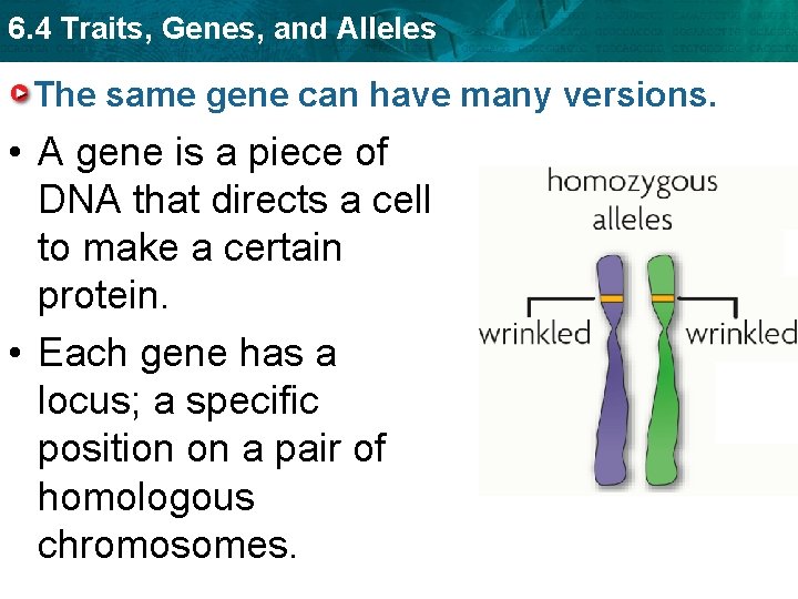 6. 4 Traits, Genes, and Alleles The same gene can have many versions. •