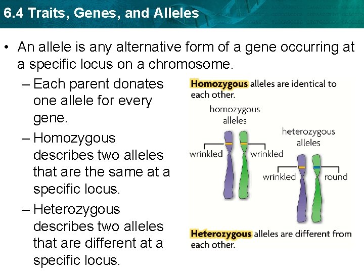 6. 4 Traits, Genes, and Alleles • An allele is any alternative form of