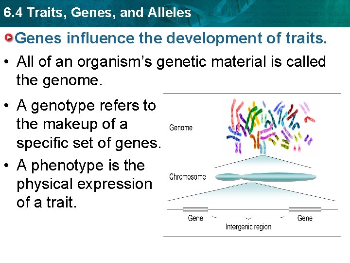 6. 4 Traits, Genes, and Alleles Genes influence the development of traits. • All