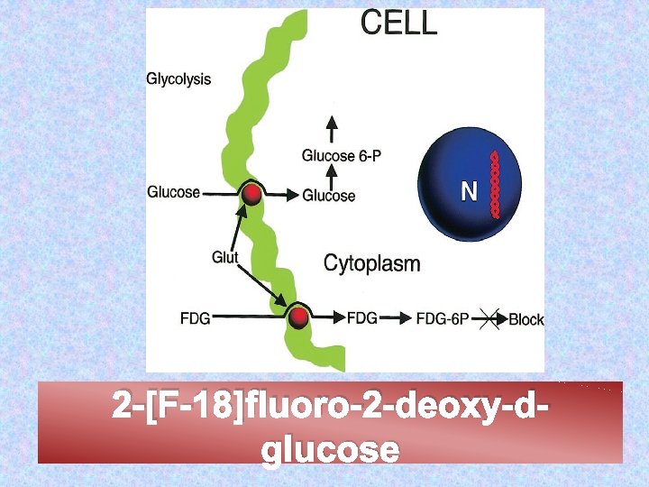 2 -[F-18]fluoro-2 -deoxy-dglucose 