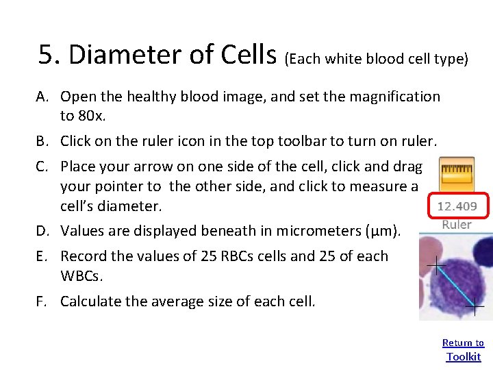 5. Diameter of Cells (Each white blood cell type) A. Open the healthy blood