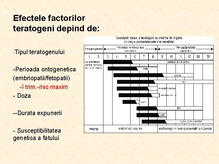 Efectele factorilor teratogeni depind de: -Tipul teratogenului -Perioada ontogenetica (embriopatii/fetopatii) -I trim. -risc maxim