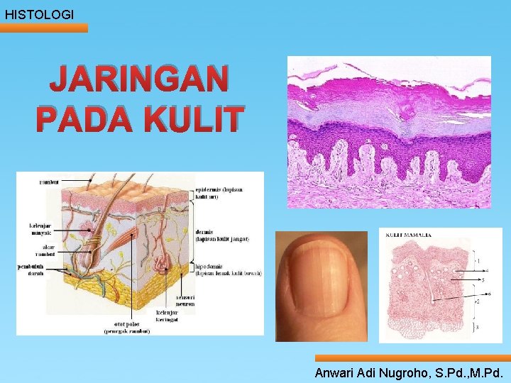 HISTOLOGI JARINGAN ____ Click__to. KULIT ____ edit Master _____ text styles ______ PADA _____ HISTOLOGI JARINGAN ____ Click__to. KULIT ____ edit Master _____ text styles ______ PADA _____