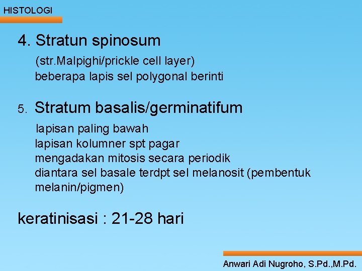 HISTOLOGI 4. Stratun spinosum (str. Malpighi/prickle cell layer) beberapa lapis sel polygonal berinti ____ HISTOLOGI 4. Stratun spinosum (str. Malpighi/prickle cell layer) beberapa lapis sel polygonal berinti ____