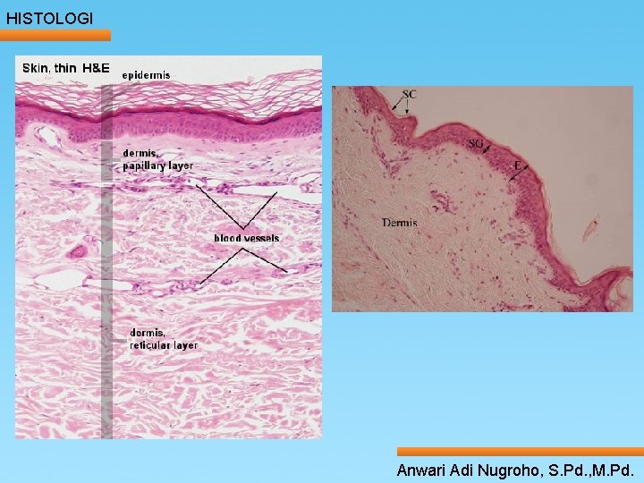 HISTOLOGI ____ Click__to____ edit Master _____ text styles ______ _____ _____ 24/05/2017 Second level HISTOLOGI ____ Click__to____ edit Master _____ text styles ______ _____ _____ 24/05/2017 Second level