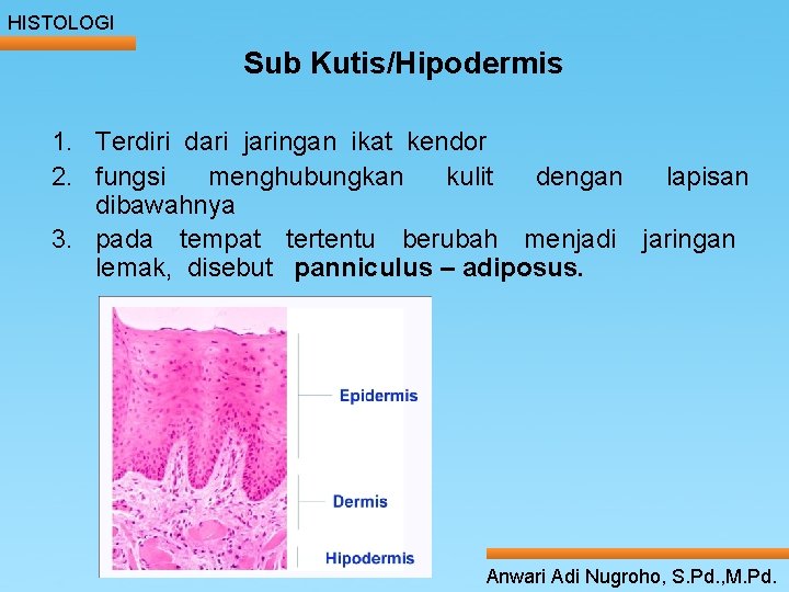 HISTOLOGI Sub Kutis/Hipodermis 1. Terdiri dari jaringan ikat kendor 2. fungsi menghubungkan kulit dengan HISTOLOGI Sub Kutis/Hipodermis 1. Terdiri dari jaringan ikat kendor 2. fungsi menghubungkan kulit dengan