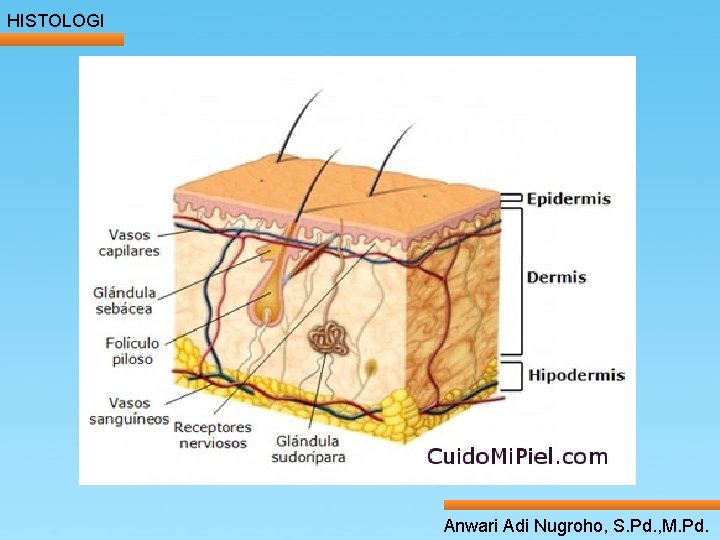 HISTOLOGI ____ Click__to____ edit Master _____ text styles ______ _____ _____ 24/05/2017 Second level HISTOLOGI ____ Click__to____ edit Master _____ text styles ______ _____ _____ 24/05/2017 Second level