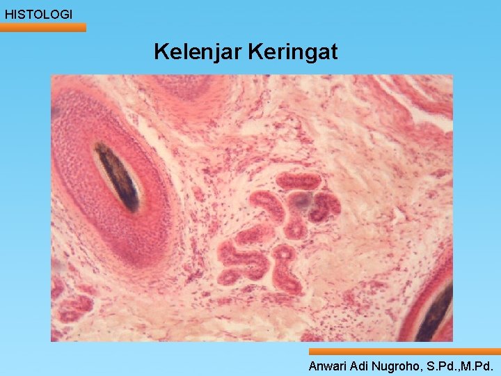 HISTOLOGI Kelenjar Keringat ____ Click__to____ edit Master _____ text styles ______ _____ _____ 24/05/2017 HISTOLOGI Kelenjar Keringat ____ Click__to____ edit Master _____ text styles ______ _____ _____ 24/05/2017