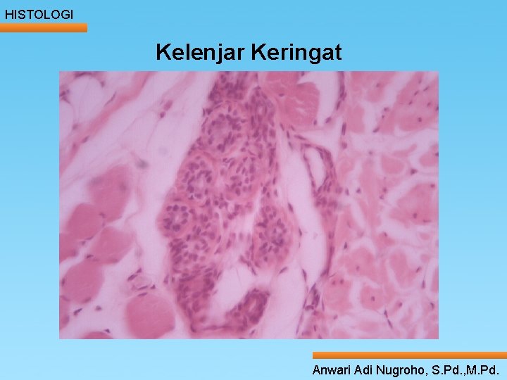 HISTOLOGI Kelenjar Keringat ____ Click__to____ edit Master _____ text styles ______ _____ _____ 24/05/2017 HISTOLOGI Kelenjar Keringat ____ Click__to____ edit Master _____ text styles ______ _____ _____ 24/05/2017