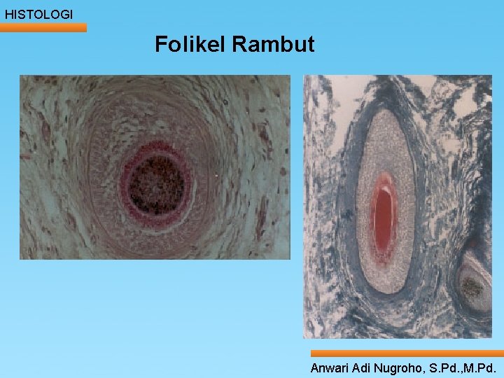 HISTOLOGI Folikel Rambut ____ Click__to____ edit Master _____ text styles ______ _____ _____ 24/05/2017 HISTOLOGI Folikel Rambut ____ Click__to____ edit Master _____ text styles ______ _____ _____ 24/05/2017