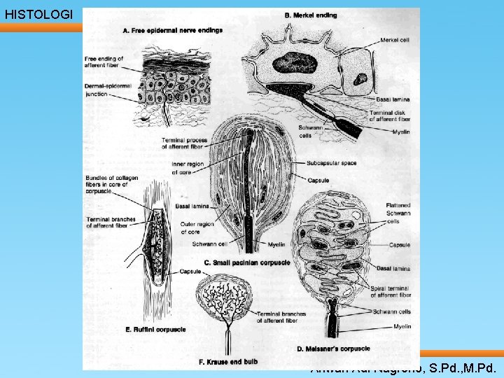 HISTOLOGI ____ Click__to____ edit Master _____ text styles ______ _____ _____ 24/05/2017 Second level HISTOLOGI ____ Click__to____ edit Master _____ text styles ______ _____ _____ 24/05/2017 Second level
