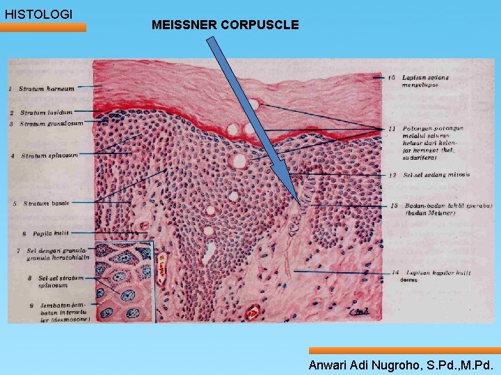 HISTOLOGI MEISSNER CORPUSCLE ____ Click__to____ edit Master _____ text styles ______ _____ _____ 24/05/2017 HISTOLOGI MEISSNER CORPUSCLE ____ Click__to____ edit Master _____ text styles ______ _____ _____ 24/05/2017