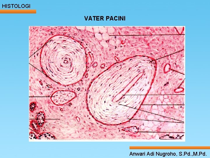 HISTOLOGI VATER PACINI ____ Click__to____ edit Master _____ text styles ______ _____ _____ 24/05/2017 HISTOLOGI VATER PACINI ____ Click__to____ edit Master _____ text styles ______ _____ _____ 24/05/2017