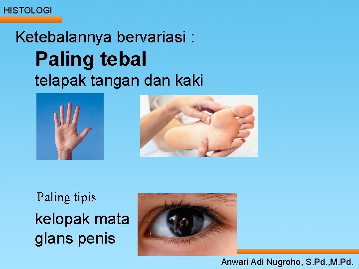 HISTOLOGI Ketebalannya bervariasi : Paling tebal ____ Click__tangan to____ editdan Master _____ text styles HISTOLOGI Ketebalannya bervariasi : Paling tebal ____ Click__tangan to____ editdan Master _____ text styles