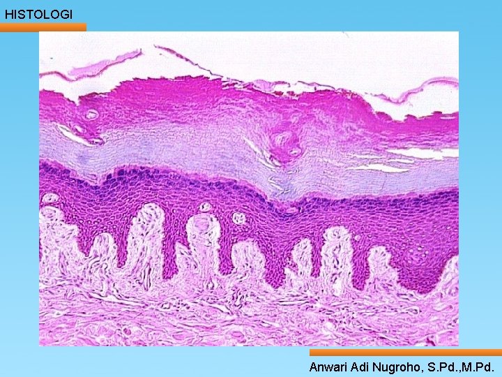 HISTOLOGI ____ Click__to____ edit Master _____ text styles ______ _____ _____ 24/05/2017 Second level HISTOLOGI ____ Click__to____ edit Master _____ text styles ______ _____ _____ 24/05/2017 Second level