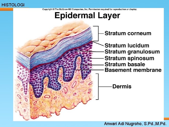 HISTOLOGI ____ Click__to____ edit Master _____ text styles ______ _____ _____ 24/05/2017 Second level HISTOLOGI ____ Click__to____ edit Master _____ text styles ______ _____ _____ 24/05/2017 Second level