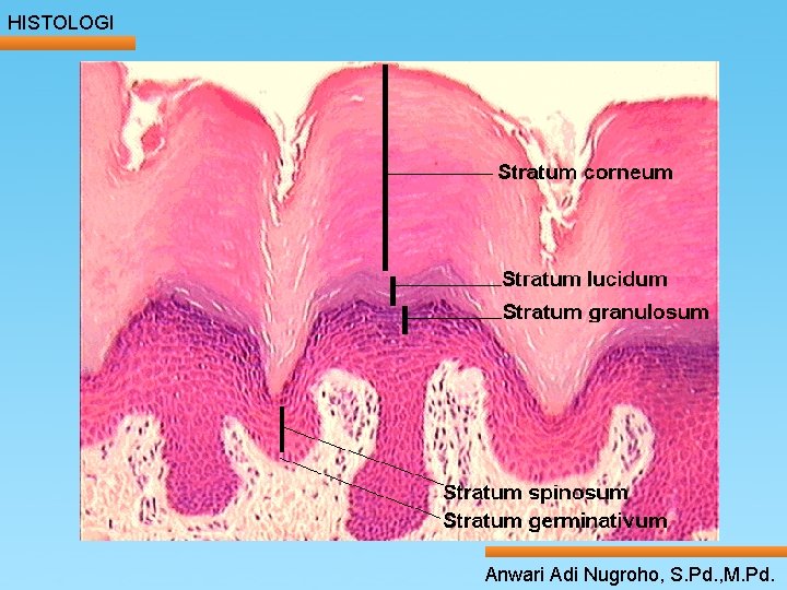 HISTOLOGI ____ Click__to____ edit Master _____ text styles ______ _____ _____ 24/05/2017 Second level HISTOLOGI ____ Click__to____ edit Master _____ text styles ______ _____ _____ 24/05/2017 Second level