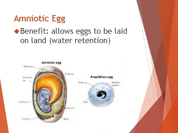 Amniotic Egg Benefit: allows eggs to be laid on land (water retention) 