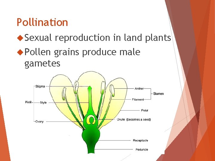 Pollination Sexual Pollen reproduction in land plants grains produce male gametes 