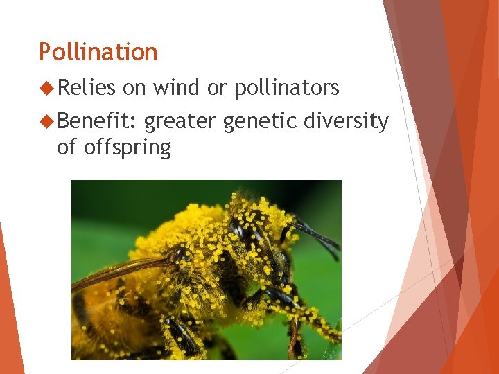 Pollination Relies on wind or pollinators Benefit: greater genetic diversity of offspring 