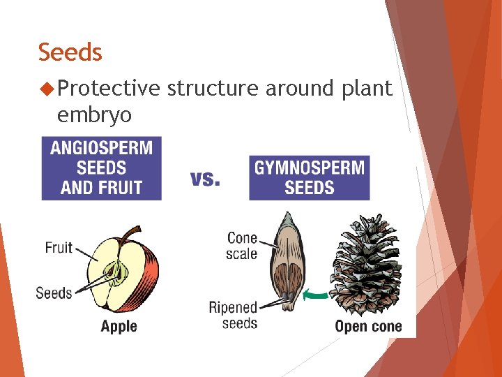 Seeds Protective embryo structure around plant 