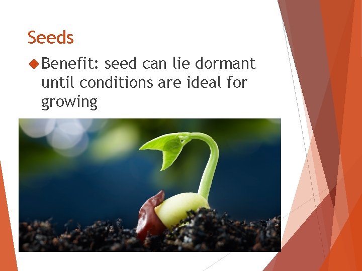 Seeds Benefit: seed can lie dormant until conditions are ideal for growing 