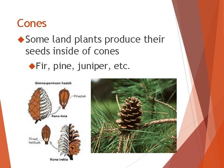 Cones Some land plants produce their seeds inside of cones Fir, pine, juniper, etc.